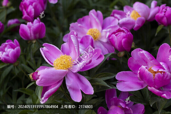 芍藥