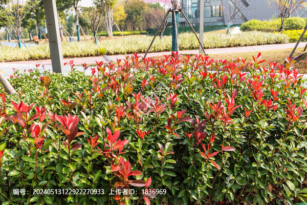 紅葉石楠