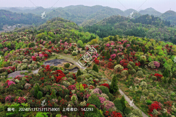 百里杜鵑風(fēng)光