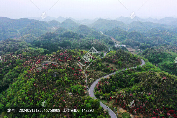 百里杜鵑風(fēng)光
