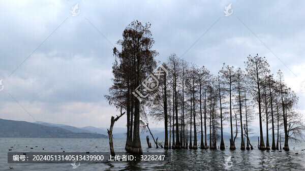 海中樹(shù)木