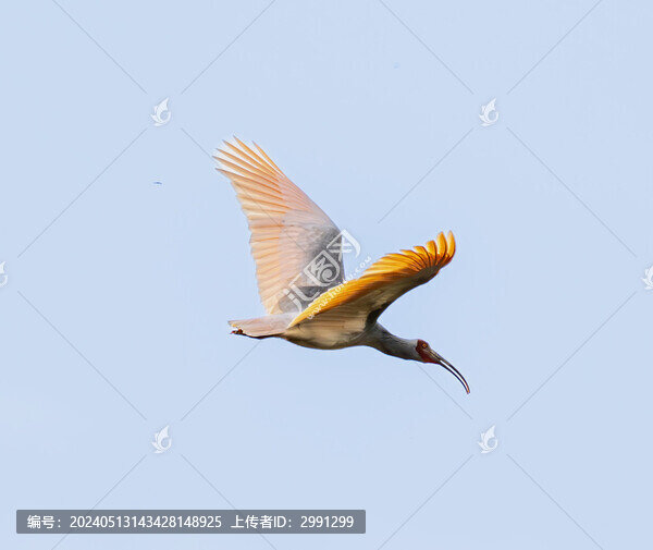 飛翔朱鹮