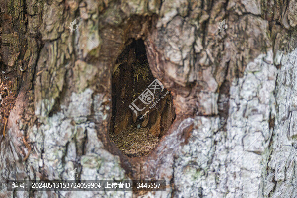 樹洞鳥洞