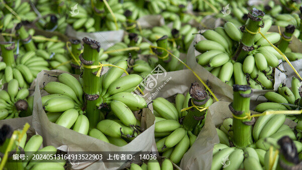 香蕉