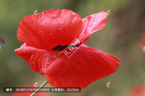 虞美人