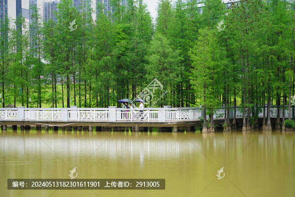 水杉橋梁湖泊
