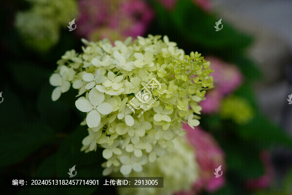 繡球花