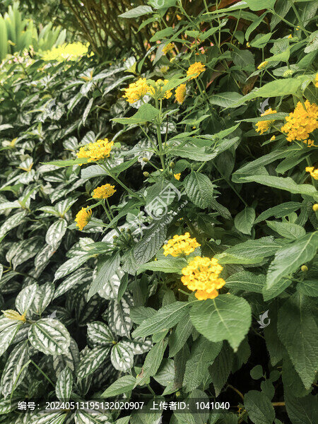 黃花