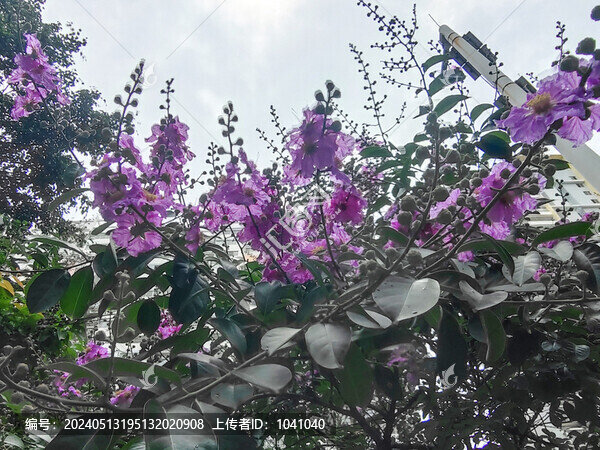 紫荊花