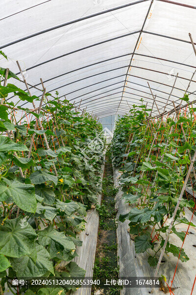 塑料大棚種植黃瓜