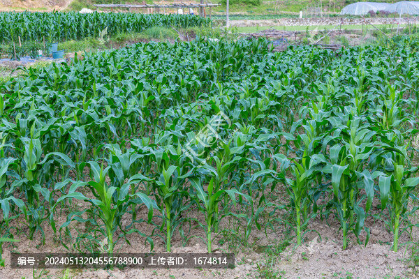 玉米農(nóng)田