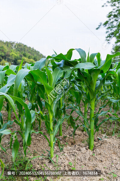 玉米農(nóng)田