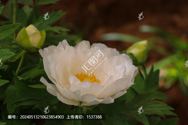 白芍藥