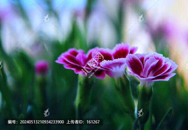 石竹梅花盛開