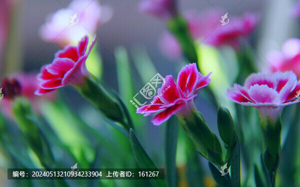 石竹梅花盛開