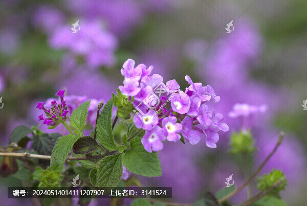 蔓馬纓丹