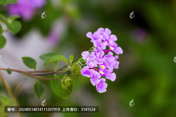 蔓馬纓丹