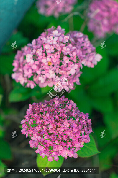 繡球花