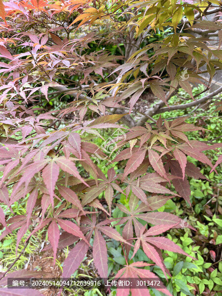 紅葉