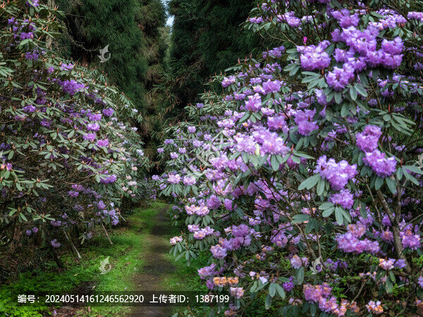 都江堰龍池高山杜鵑花海