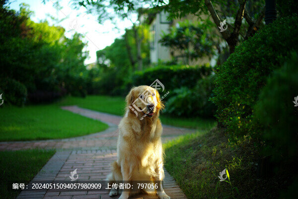 金毛摩卡