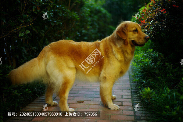 金毛摩卡
