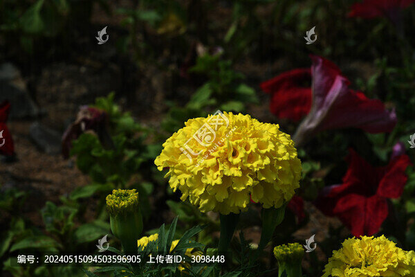 黃色萬壽菊
