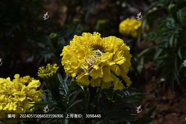 黃色萬壽菊