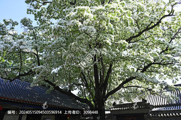 孟府流蘇