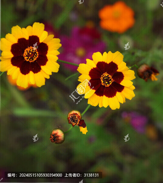 兩色金雞菊