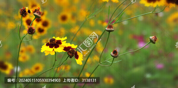 兩色金雞菊
