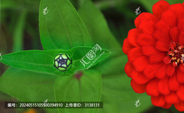 百日菊紅與綠