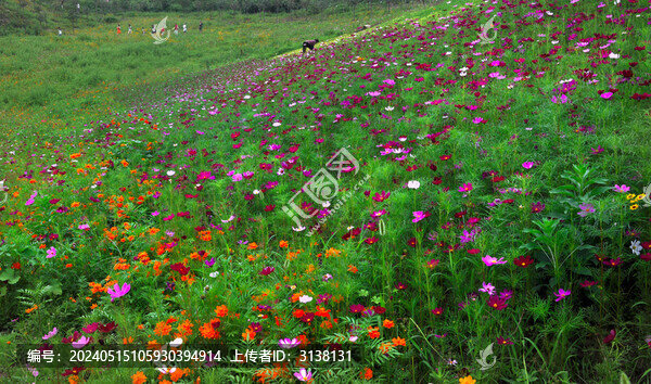 波斯菊花海