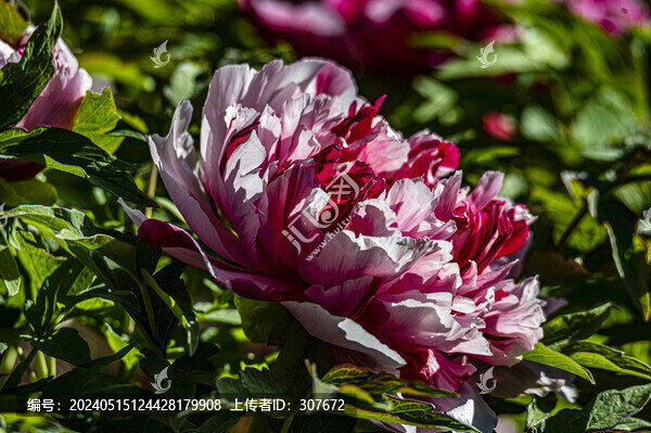 牡丹花
