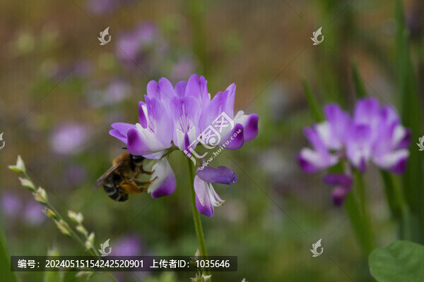 農(nóng)村農(nóng)田田野紫云英花花卉花草