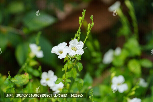 白色開花植物寬葉十萬錯