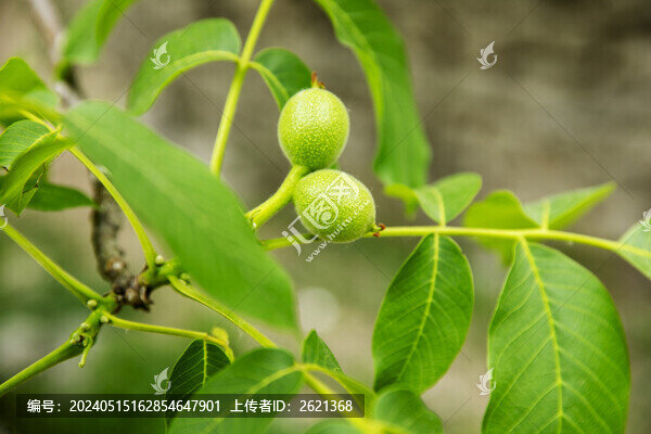 生長(zhǎng)中的山核桃