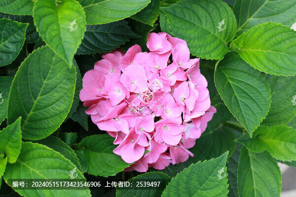 繡球花