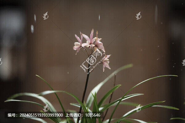 紫色蝴蝶蘭蝴蝶花蝴蝶蘭特寫