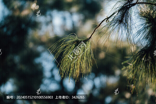藍天下生長的馬尾松