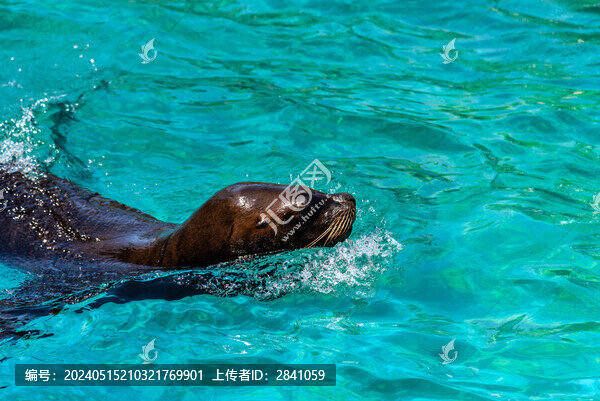 海水中游泳的海豹特寫