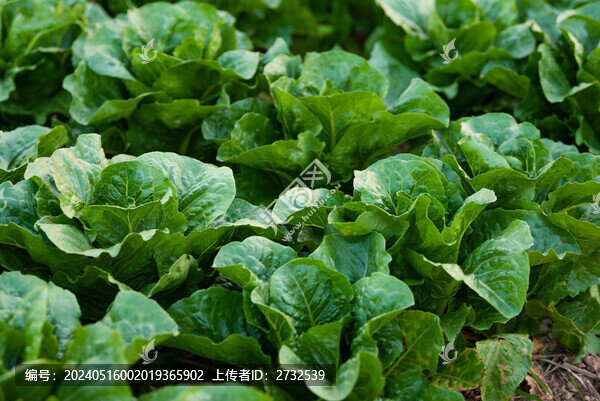 孔雀菜