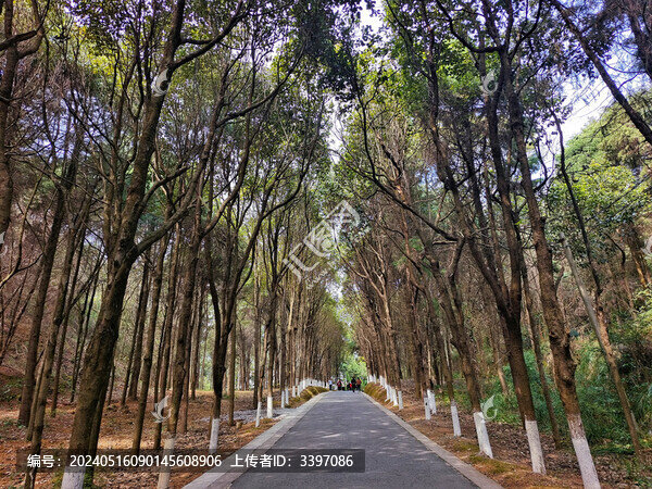 云南省彌勒市錦屏山林蔭道