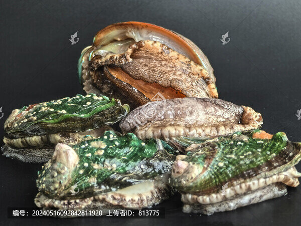 鮮活鮑魚特寫