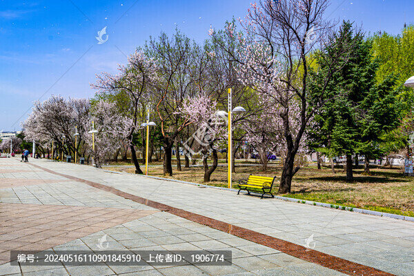 杏花盛開(kāi)的長(zhǎng)春吉林大學(xué)前衛(wèi)校區(qū)