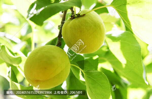 碩果累累的黃杏