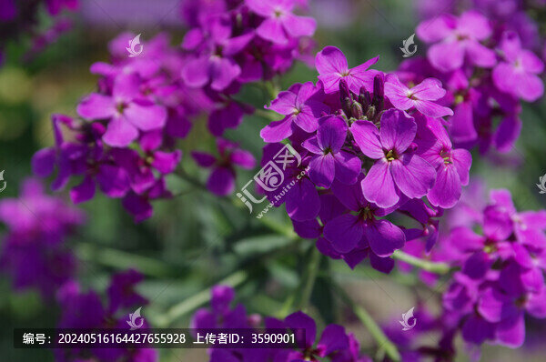 歐亞蘭香芥
