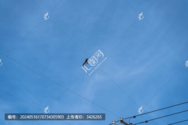 空中翱翔尋找獵物的老鷹