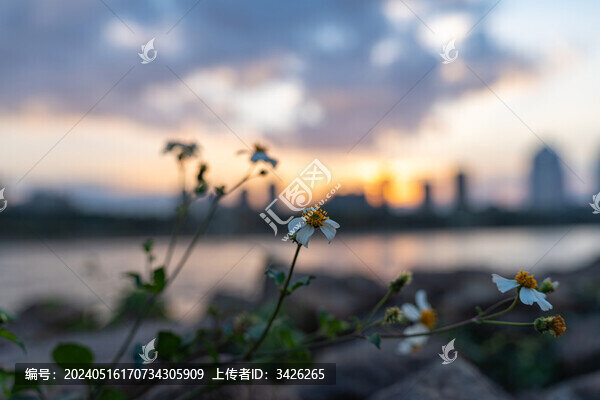 日落時開花植物對天空的特寫鏡頭