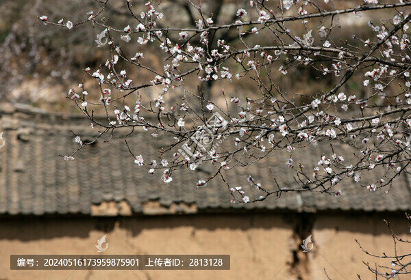 山村中的桃花
